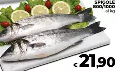 Spigole