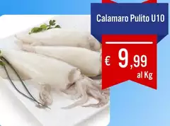 Calamaro Pulito U10
