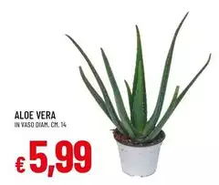 Vera - Aloe
