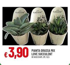Love - Pianta Grassa Mix  Succulent
