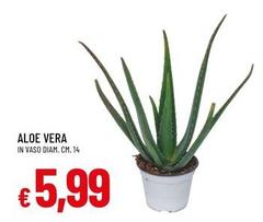 Vera - Aloe