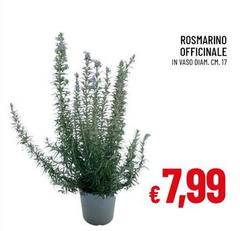 Rosmarino Officiale