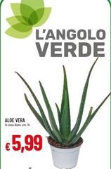 Vera - Aloe