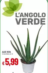 Vera - Aloe