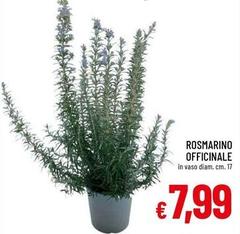 Rosmarino Officinale
