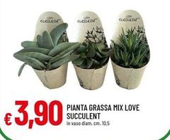 Love - Pianta Grassa Mix  Succulent