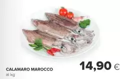 Calamaro Marocco