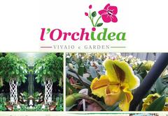 Orchidea - L'orchidea