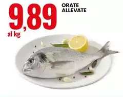 Orate Allevate