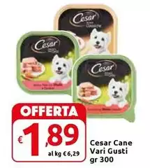 Cesar -  Cane