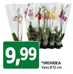 Orchidea -