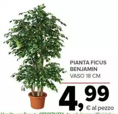 Pianta Ficus