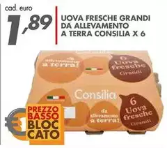 Consilia - Uova Fresche Grandi Da Allevamento A Terra