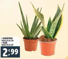 Sansevera/Aloe