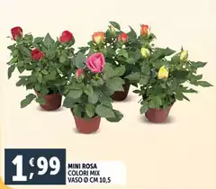 Mini Rosa Colori Mix