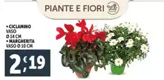 Ciclamino/Margherita