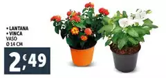 Lantana/Vinca
