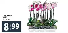 Orchidea