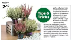 Piccolo - L'erica Calluna Cresce