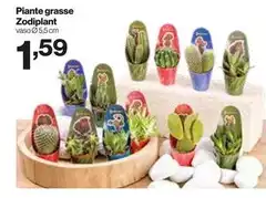 Piante Grasse Zodiplant
