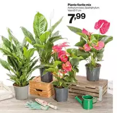 Mix & match - Piante Fiorite Mix