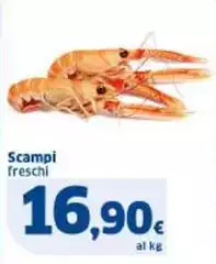 Scampi 