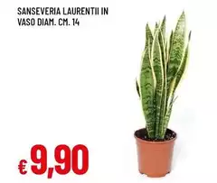 Sanseveria Laurentii In Vaso Diam.