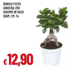 Bonsai Ficus Ginseng 250 Grammi In Vaso