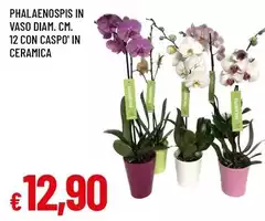Phalaenopsis In Vaso Diam. Cm. 12 Con Caspo' In Ceramica