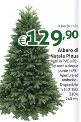 Albero Di Natale Pinus Albero Di Natale Pinus