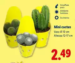 Mini Cactus