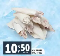 Calamari Puliti U10