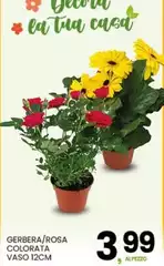 Casa - Gerbera/rosa Colorata Vaso 12cm Casa - Gerbera/rosa Colorata Vaso 12cm