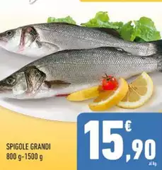 Spigole Grandi