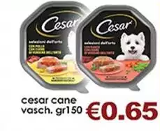 Cesar -  Cane Vasch. Cesar -  Cane Vasch.