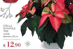 Stella - Di Natale Stella - Di Natale