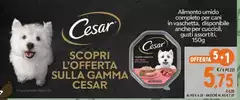 Cesar - Alimento Umido Completo Per Cani In Vaschetta, Disponibile Anche Per Cuccioli