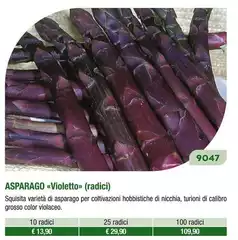 Asparago Violetto Radici