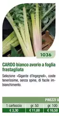Cardo Bianco Avorio A Foglia Frastagliata Cardo Bianco Avorio A Foglia Frastagliata