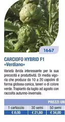Carciofo Hybrid F1 Verdiano