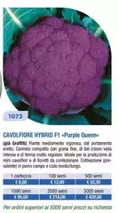 Intenso Cavolfiore Intenso Cavolfiore