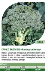 Cavolo Broccolo Cavolo Broccolo