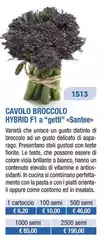 Cavolo Broccolo Cavolo Broccolo