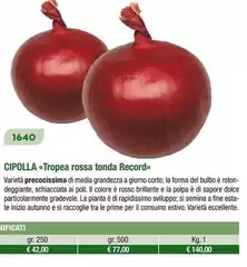 Cipolla Tropea Rossa Tonda Record Cipolla Tropea Rossa Tonda Record