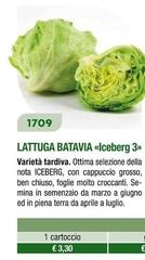 Lattuga Batavia Iceberg