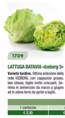 Lattuga Batavia Iceberg
