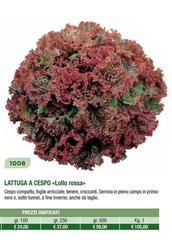 Lattuga A Cespo Lollo Rossa