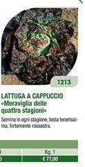 Lattuga A Cappuccio Meraviglia Delle Quattro Stagioni