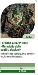 Lattuga A Cappuccio Meraviglia Delle Quattro Stagioni
