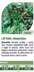 Lattuga Radichetta
